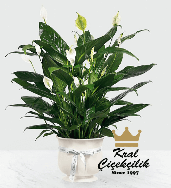 canli-saksi-cicek-2-1.png